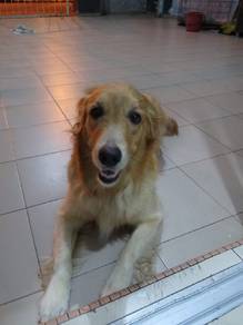 Golden Retriever 