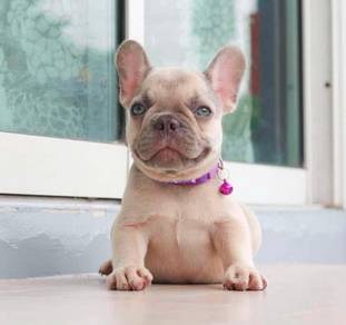 FRENCH BULLDOG PUPPIES 🌻VIP138 Girl