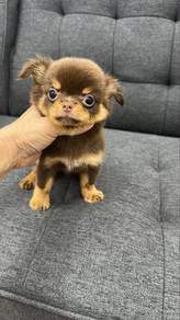 Choco Color female Chihuahua Puppy f4