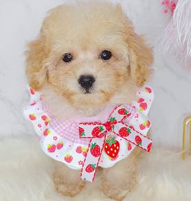 Poodle