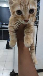anak munchkin 