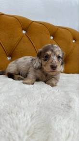 ChocolateDapple Long-hair Dachshund