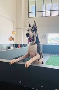 Great Dane for stud
