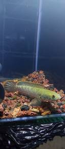 channa limbata wc