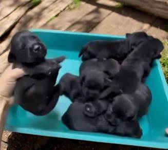 Labrador 