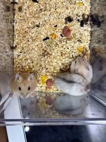 Winter Hamster