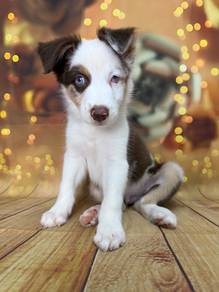 Chocolate Tri Border Collie