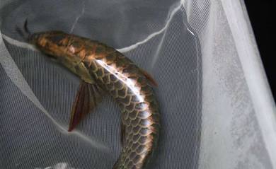 Arowana power blue crossback 10 inch-wholesale
