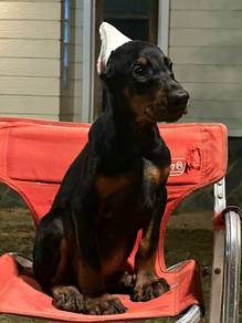 Doberman puppy