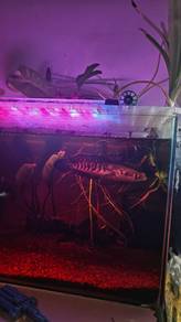 Channa marru red barito 