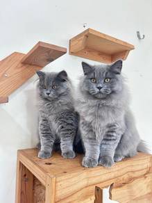 BRITISH LONGHAIR (BLH) - 4 months - Male & Female