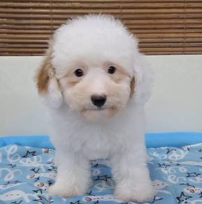 Maltipoo 
