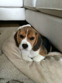G5779 Scampering Beagle Adorable Tricolor Cute Pup