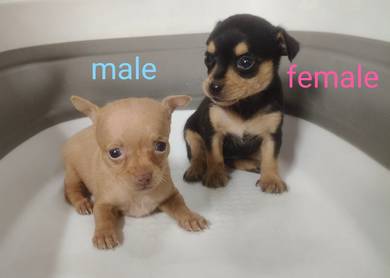 miniature pinscher 