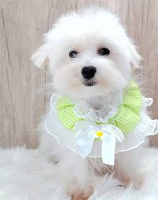 Maltese
