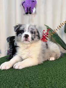 Limited Colour - CKU Male Blue Merle BorderCollie