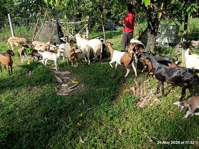 Kambing Boer PB & Kambing Kampung Untuk Dijual – S