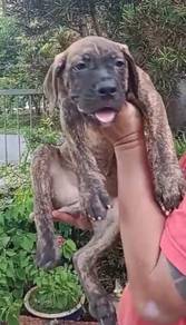 Cane Corso