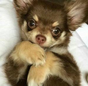 PP5033 Chihuahua 3 - 4 months old