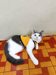 kucing 