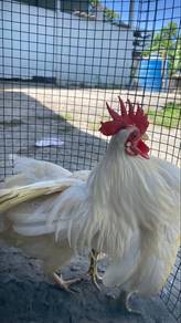 ayam serama putih sepasang