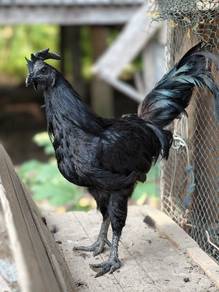 ayam cemani/selasih (sepasang)