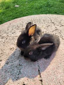 Rabbit Lionhead comel sepasang❤️❤️❤️