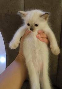 Siamese Balinese Domestik Long Hair