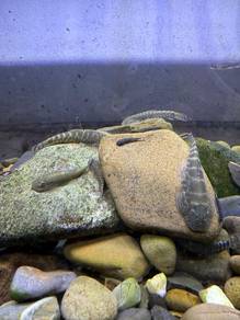 Gastromyzon