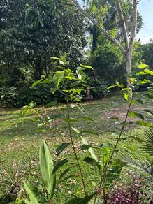 Agricultural Land in Mersing, JHR