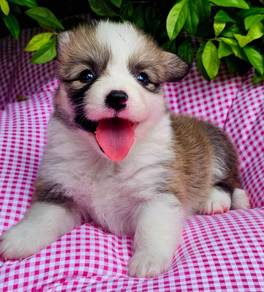 CORGI PUPPIES C134 Available Male & Female