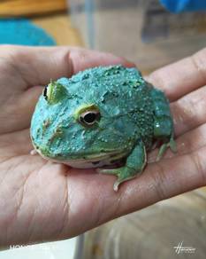 Pacman Frog