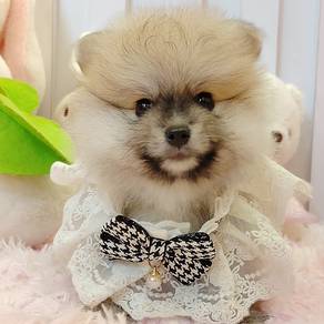Pomeranian
