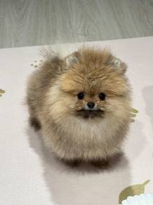 Pomeranian