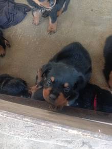 pure rottweiler puppy 