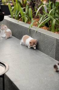 BSH British Short Hair Cinnamon