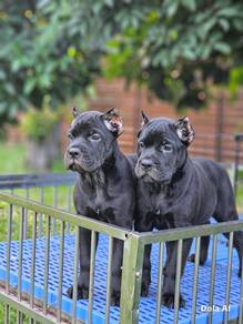 Cane Corso puppy