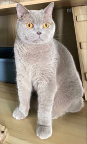 British Short Hair (Female 2y old)