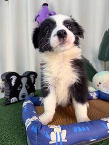 CKU Female BlackWhite BorderCollie With Well Train