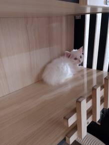 persian mix 