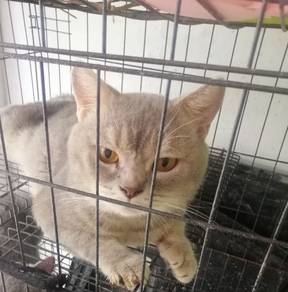 bsh 
