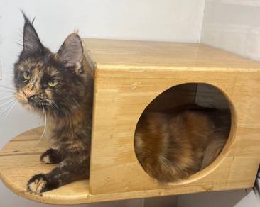 Mainecoon cat for sale