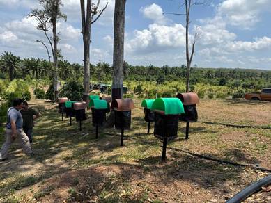 kelulut untuk dijual sepang 