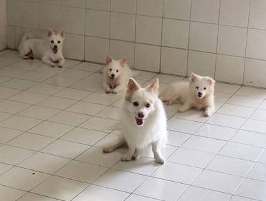 mix puppy