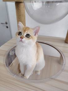 British short hair golden bsh