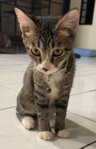 4 months old kittens 