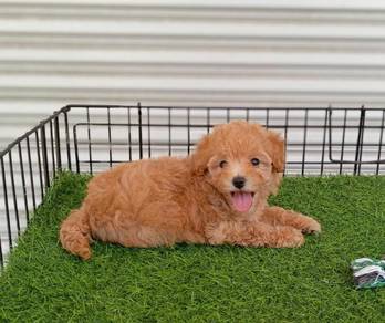 Quality MaltiPoo (Maltese mix Poodle) Female 短腿马尔泰