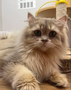 British Long Hair Cat for sale