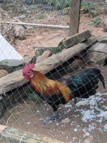 ayam 
