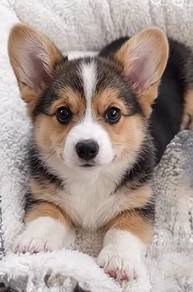 Delightful Corgi Short Leg puppy Dog